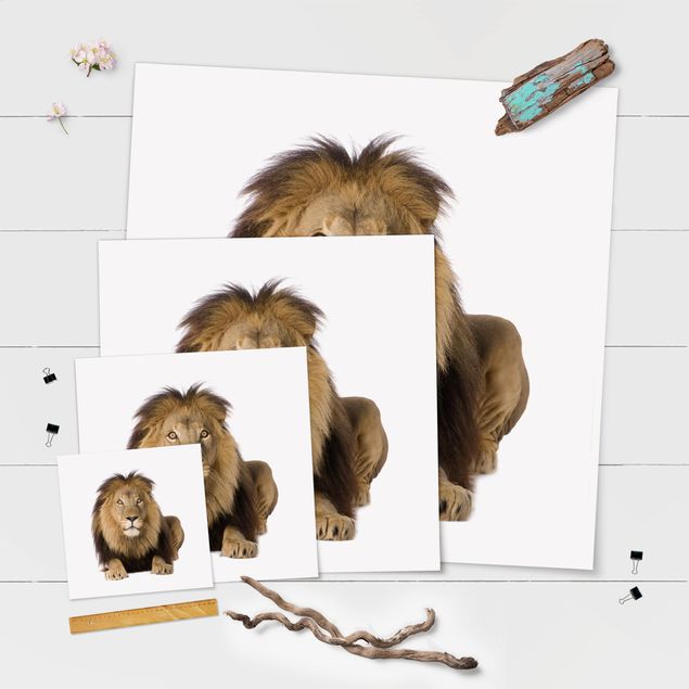 posters decorativos King Lion ll