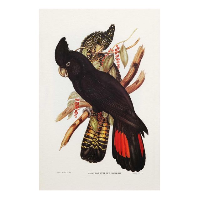 Quadros pretos Vintage Illustration Black Cockatoo Black Gold