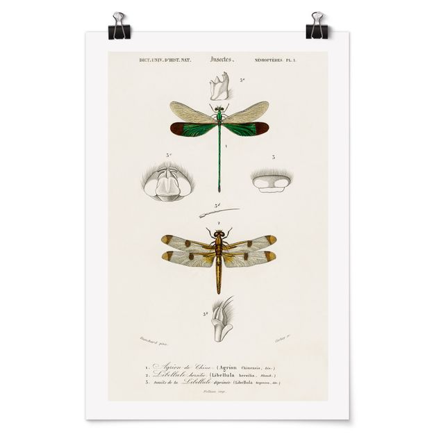 Quadros retro Vintage Board Dragonflies