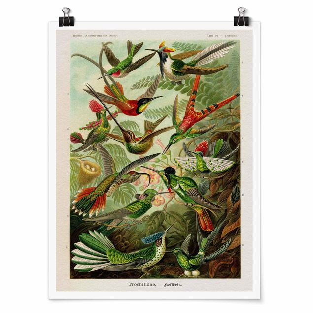 quadros de flores Vintage Board Hummingbirds