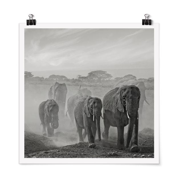 quadro com paisagens Herd Of Elephants