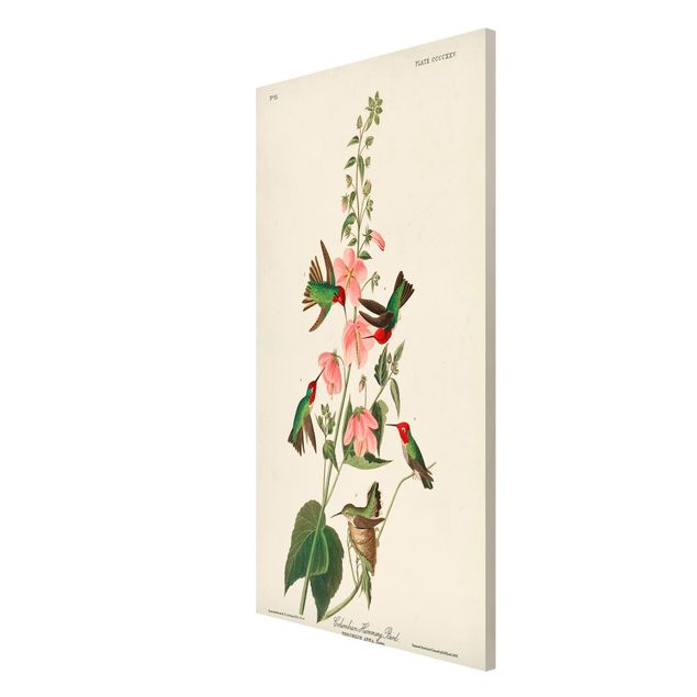 Quadros florais Vintage Board Colombian Hummingbird