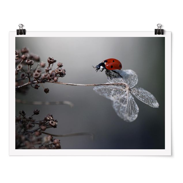 quadros flores Ladybird On Hydrangea