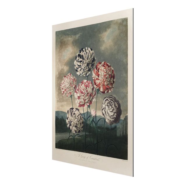 quadro com flores Botany Vintage Illustration Blue And Red Carnations