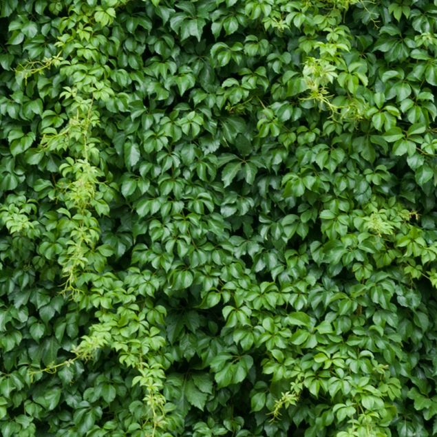 Películas autocolantes verdes Ivy
