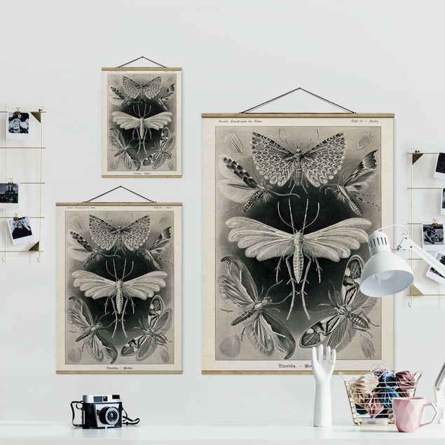 Quadros preto e branco Vintage Board Moths And Butterflies