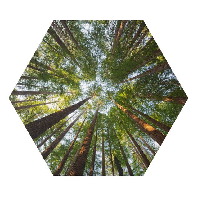 quadro da natureza Sequoia Tree Tops