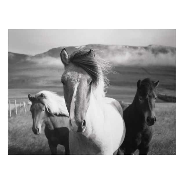 quadro com cavalo Wild Horses Black And White