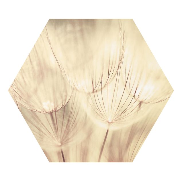 Quadros forex Dandelions Close-Up In Cozy Sepia Tones