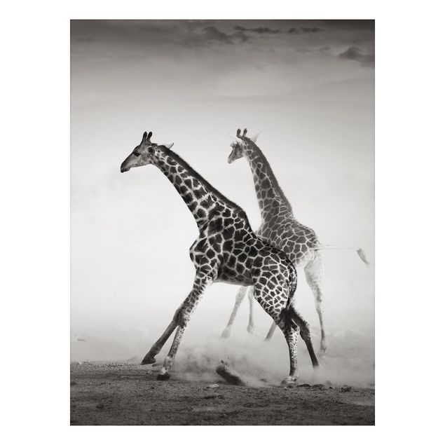 Quadros girafas Giraffe Hunt