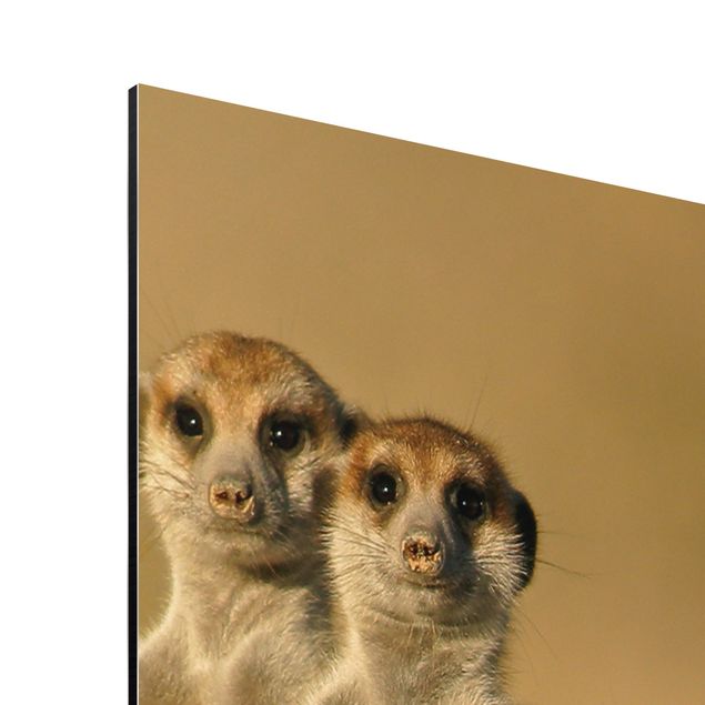 quadros para parede Meerkat Family