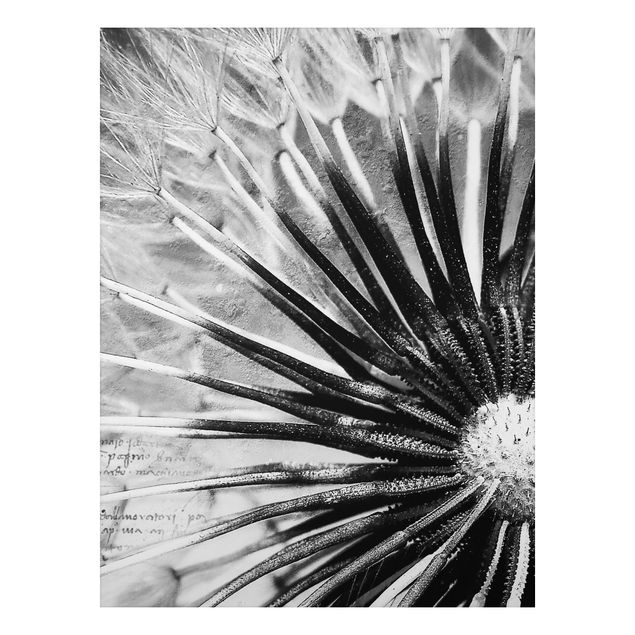 Quadros florais Dandelion Black & White