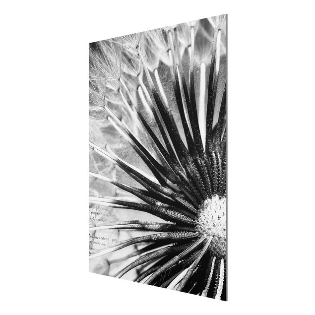 quadros flores Dandelion Black & White