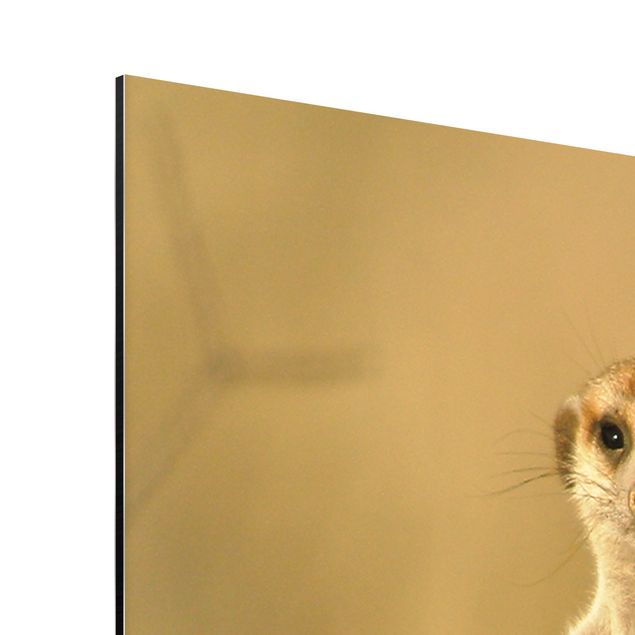 quadros para parede Meerkat Family