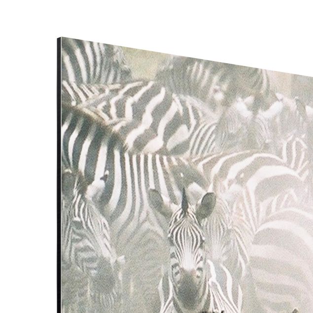 quadro animal Zebra Herd