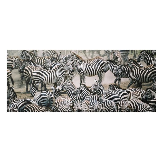 Quadros zebras Zebra Herd