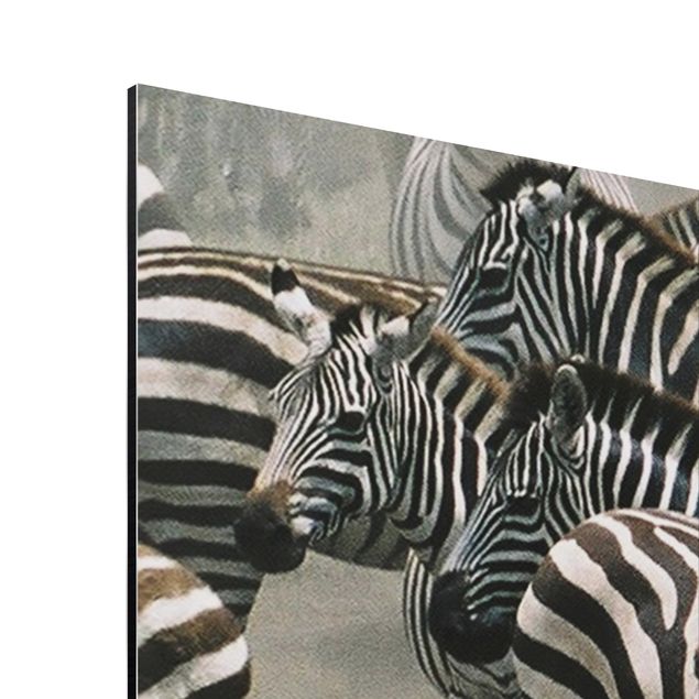 quadro animal Zebra Herd