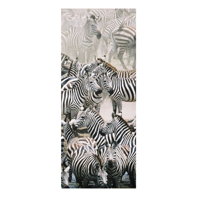 Quadros zebras Zebra Herd
