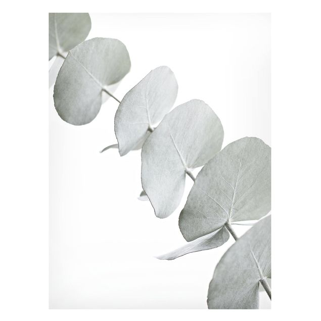 Quadros magnéticos flores Eucalyptus Branch In White Light