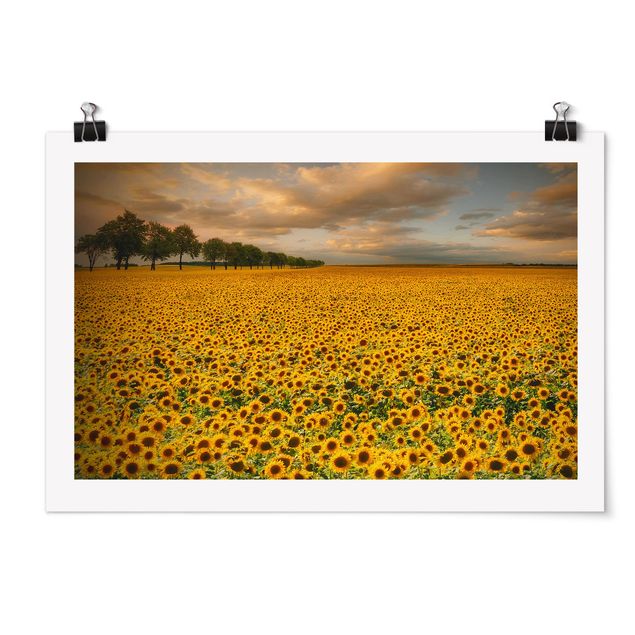 Posters flores Field With Sunflowers