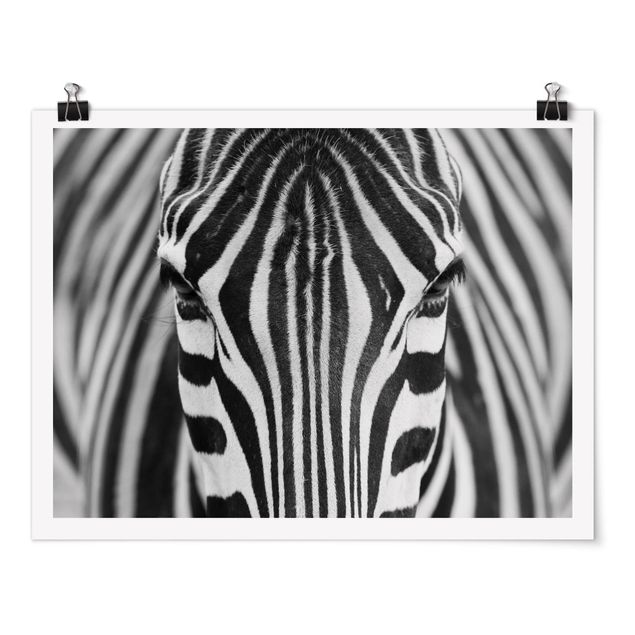 Posters animais Zebra Look