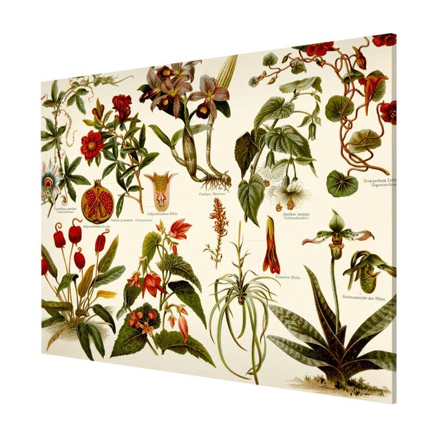 Quadros magnéticos flores Vintage Board Tropical Botany II