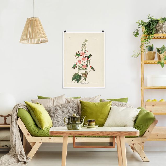 Posters flores Vintage Board Colombian Hummingbird