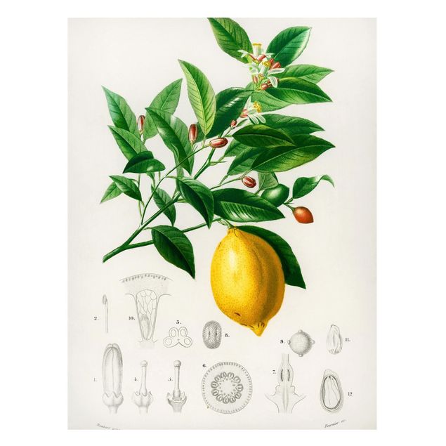 Quadros frutas Botany Vintage Illustration Of Lemon