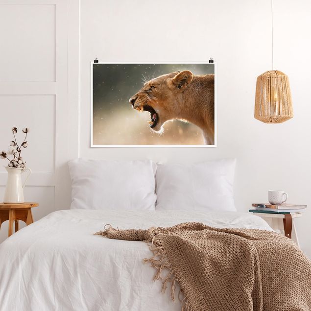 Posters animais Lioness on the hunt