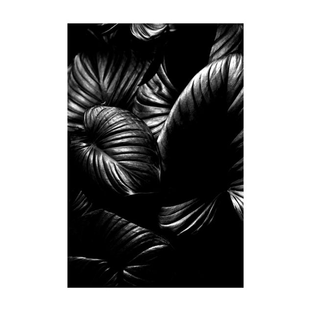 tapete branco preto Black And White Botany Hosta