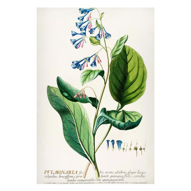 Quadros magnéticos flores Vintage Botanical Illustration Lungwort