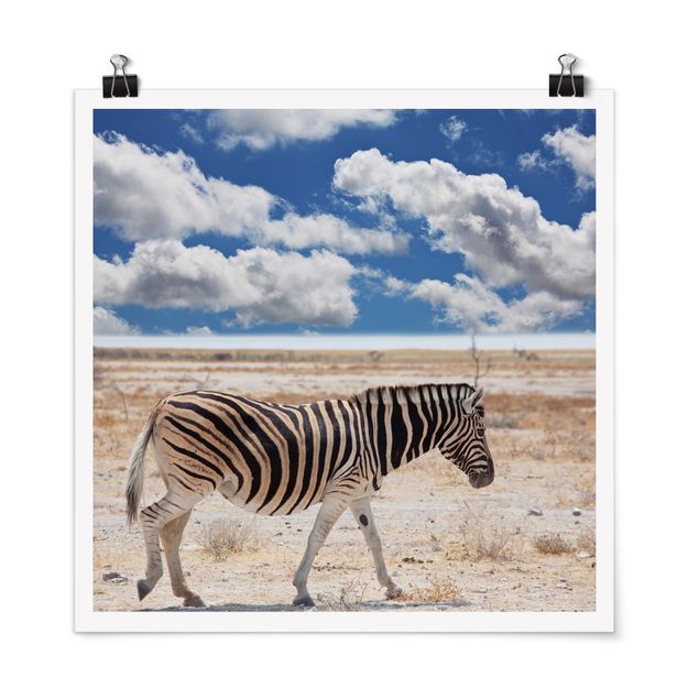 quadros de paisagens Zebra In The Savannah