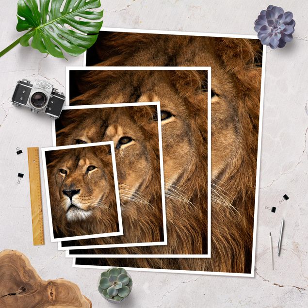 poster decoração Lion's Gaze