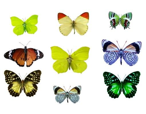 Autocolantes para vidros animais Butterflies Set 1