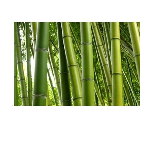 película autocolante Bamboo