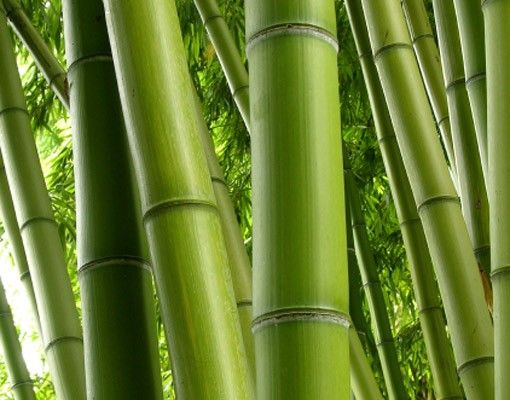 Péliculas para janelas Bamboo