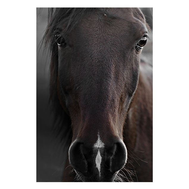 quadro de cavalo Dark Horse