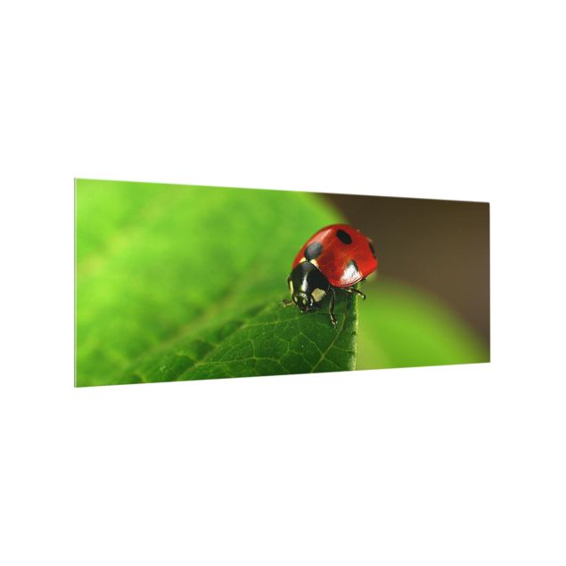 Painel anti-salpicos de cozinha Ladybird