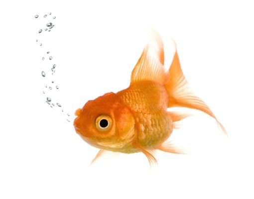 Autocolantes para vidros animais Flying Goldfish