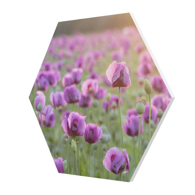Quadros forex Purple Poppy Flower Meadow In Spring