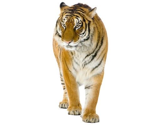 Autocolantes de parede África No.128 Indian Tiger