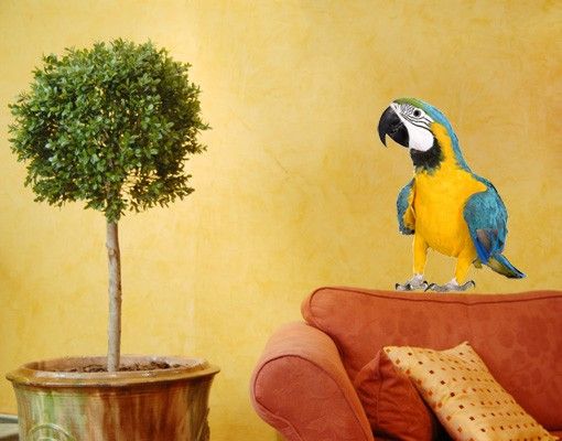 decoraçao para parede de cozinha Macaw