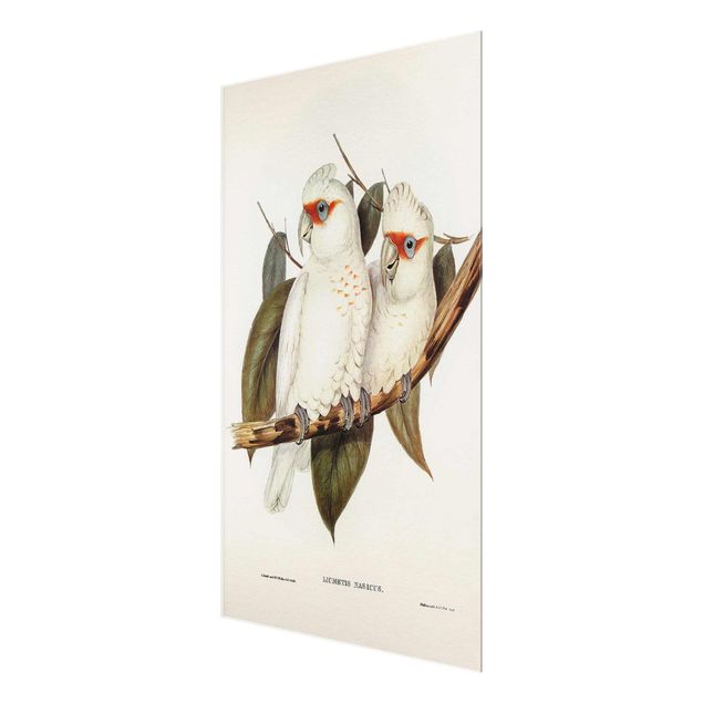 quadro de vidro Vintage Illustration White Cockatoo