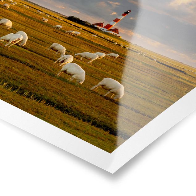 Posters paisagens North Sea Lighthouse With Flock Of Sheep