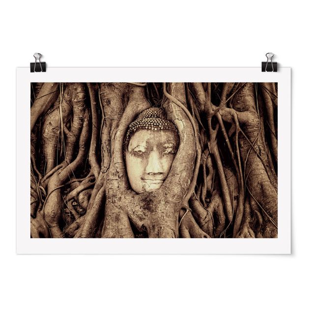 Posters flores Buddha In Ayutthaya Lined From Tree Roots In Brown