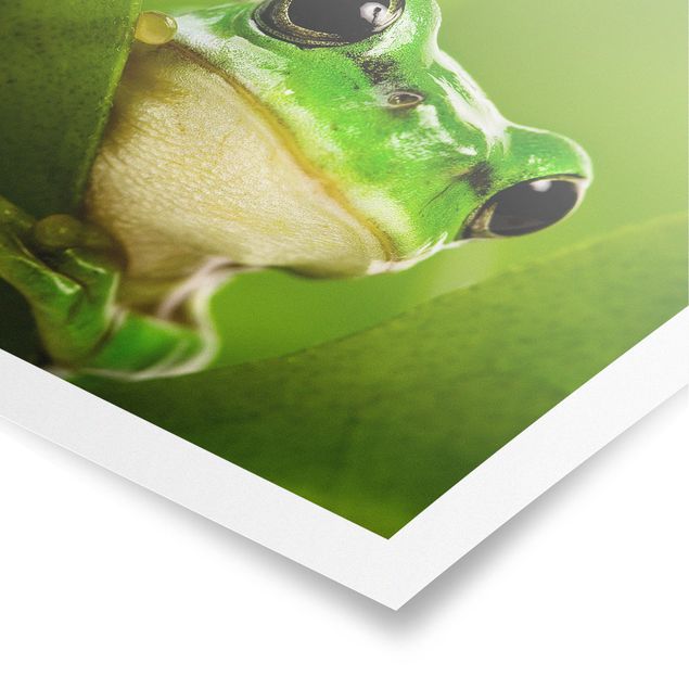 quadros de flores Frog