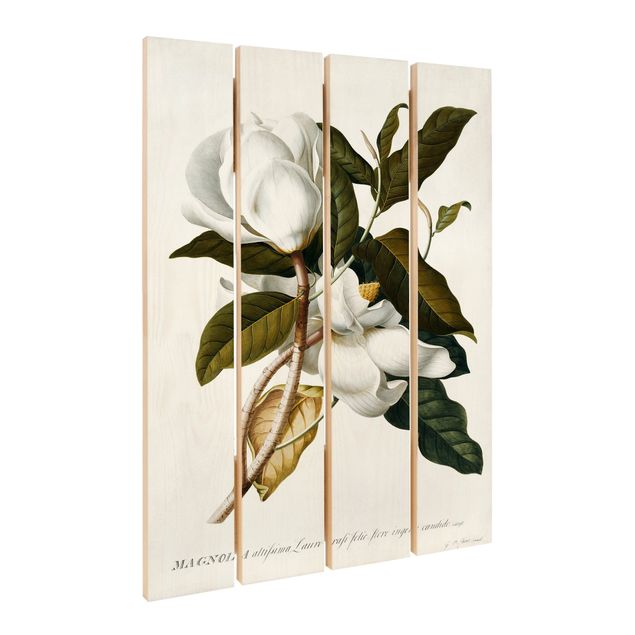 quadro de madeira para parede Georg Dionysius Ehret - Magnolia