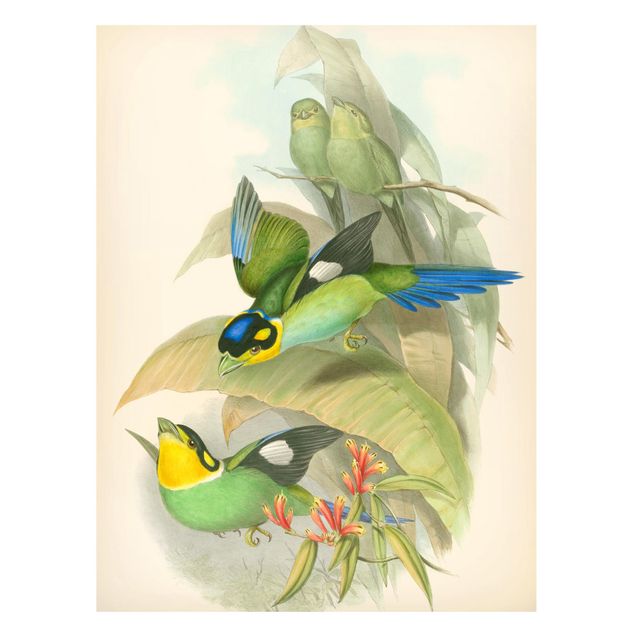 Quadros magnéticos flores Vintage Illustration Tropical Birds