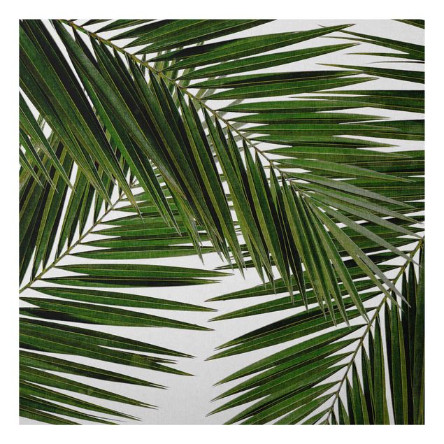 quadros de paisagens View Through Green Palm Leaves