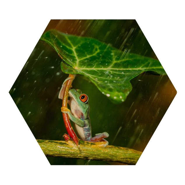 Quadros hexagonais Frog In The Rain
